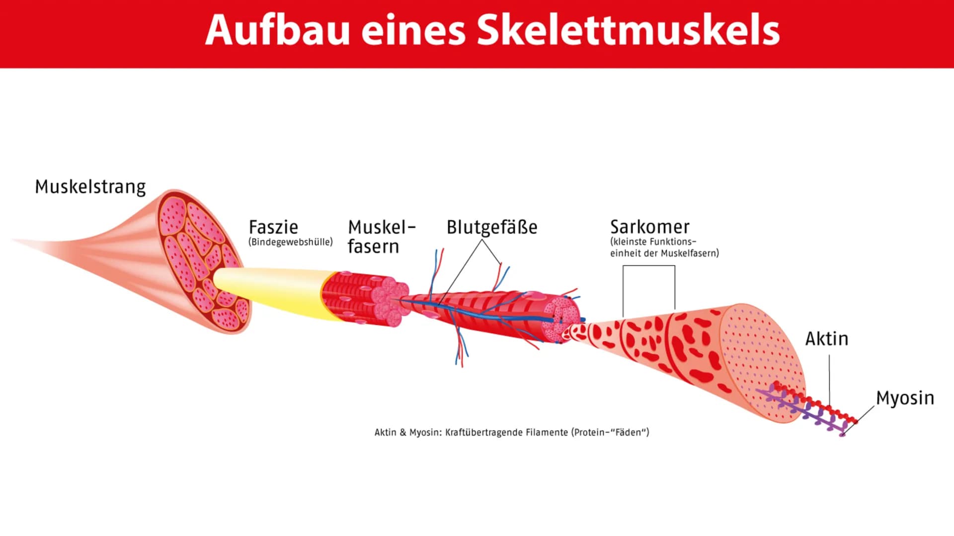 # PROTEINE
VON MELEK KAPLAN # Proteinen
Wichtige Moleküle im Körper von Lebewesen
Proteine (Eiweiße) sind Makromoleküle. Man versteht dar
