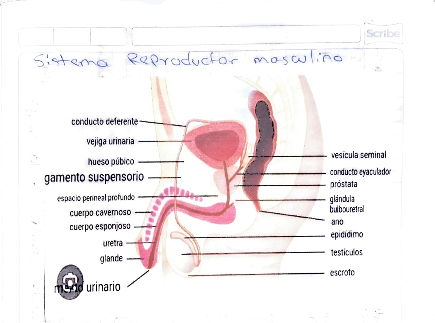 La Reproducción humana.
El Sistema reproductor femenino
Se 4,
Se encarga de la producción
ción de ovullos, la secreción
4.
roducción y la