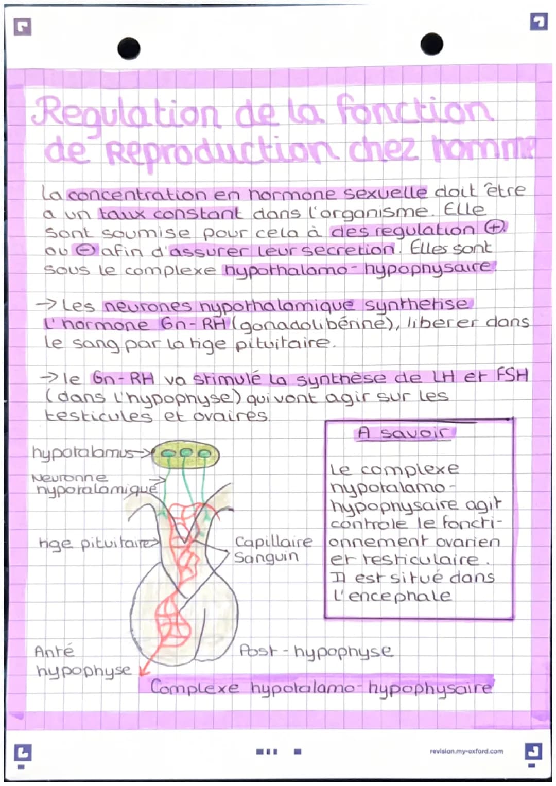 # L'anatomie des appareils
reproducten
-Appareil génital masculin
colon
vessie
Rectum
pubis
vesicule seminal
penis
-canal ejaculateur
corp
c