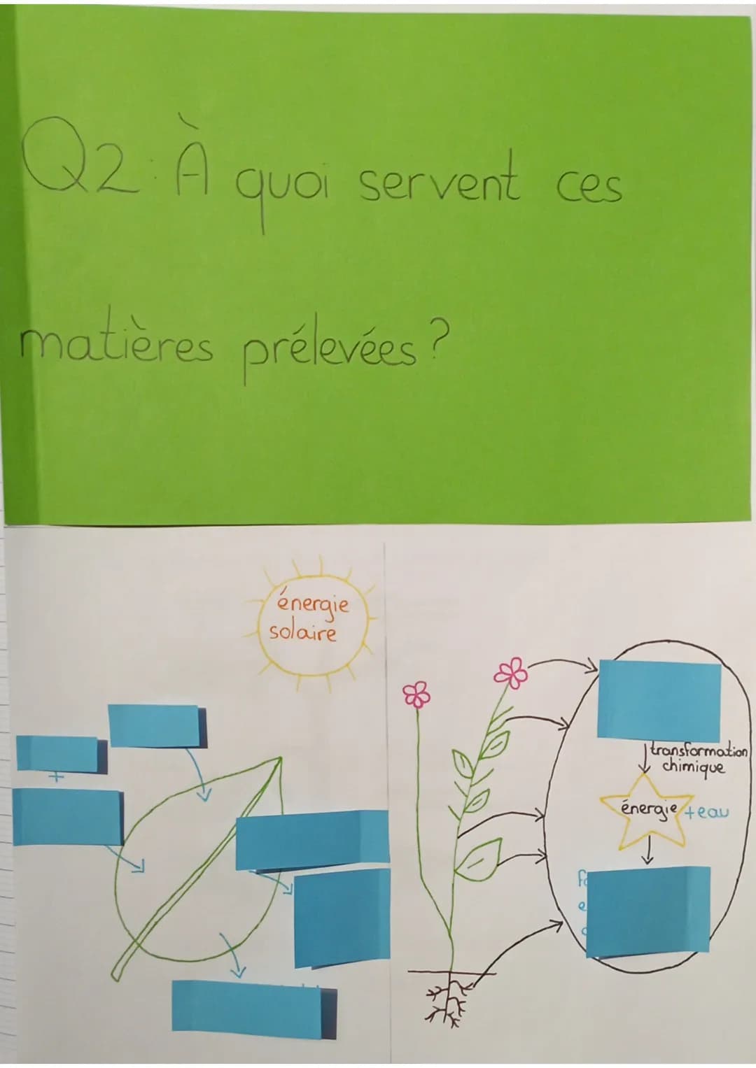 SVT
définitions:
sève: liquide nourricier du végétal
sève élaborée: matière organique produite au niveau des
feuilles qui est mélangée à