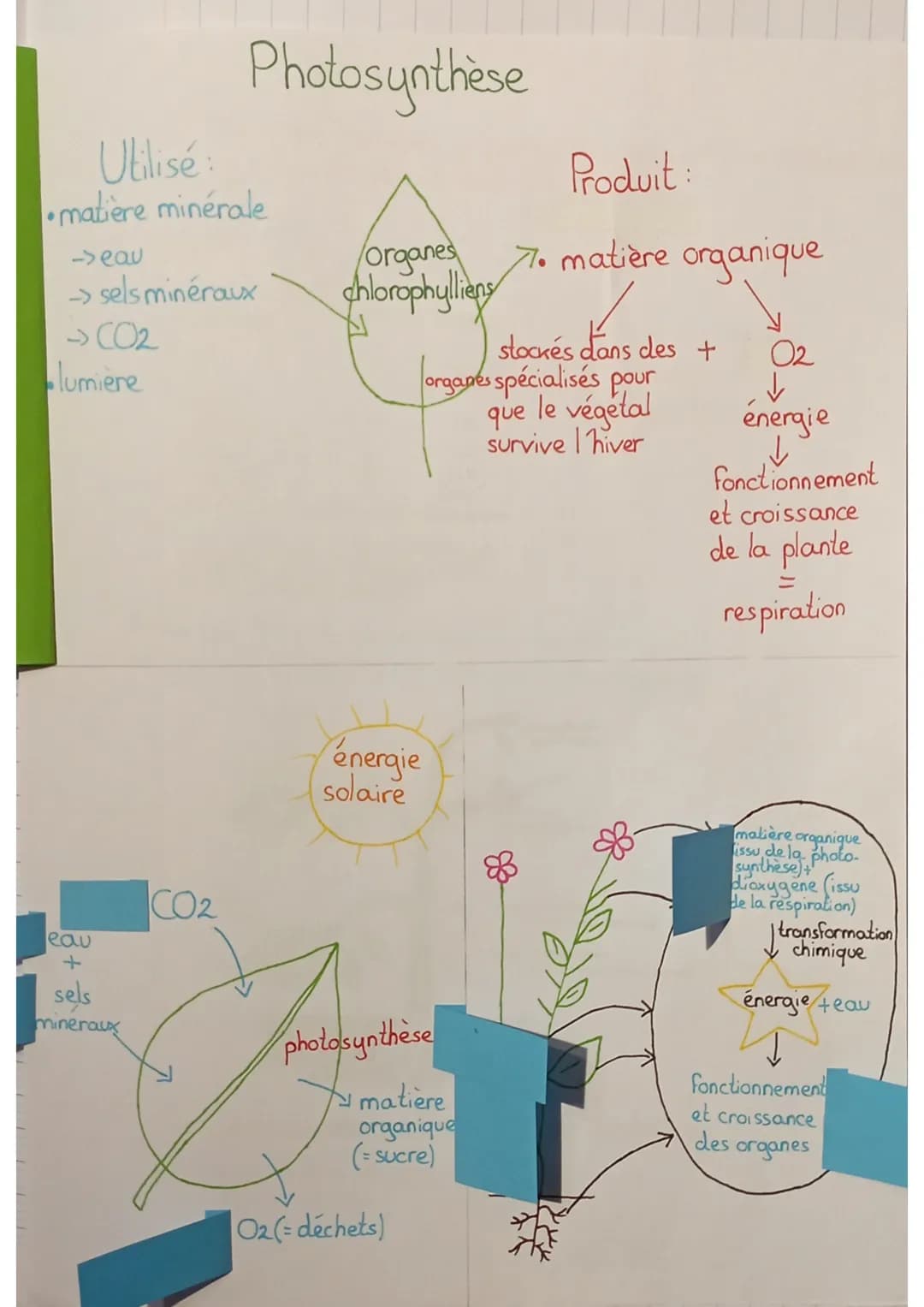 SVT
définitions:
sève: liquide nourricier du végétal
sève élaborée: matière organique produite au niveau des
feuilles qui est mélangée à