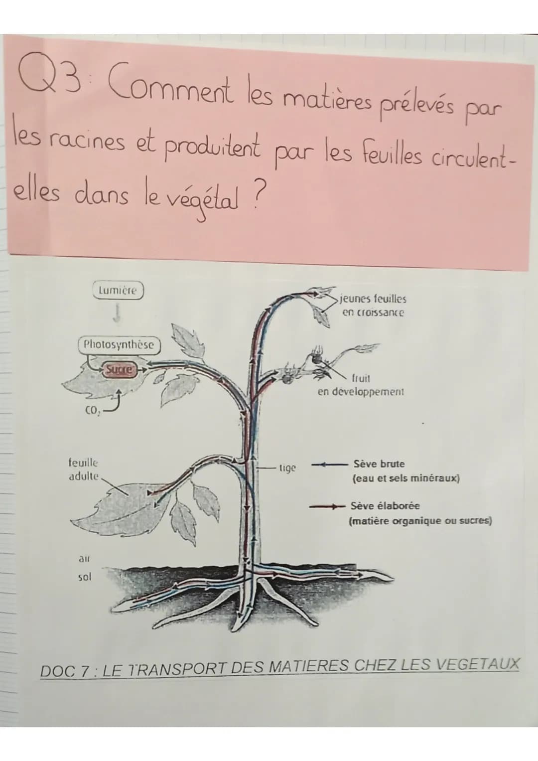 SVT
définitions:
sève: liquide nourricier du végétal
sève élaborée: matière organique produite au niveau des
feuilles qui est mélangée à