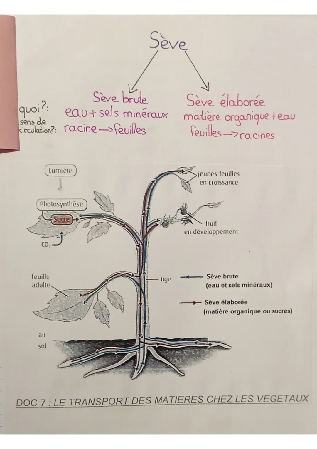 SVT
définitions:
sève: liquide nourricier du végétal
sève élaborée: matière organique produite au niveau des
feuilles qui est mélangée à
