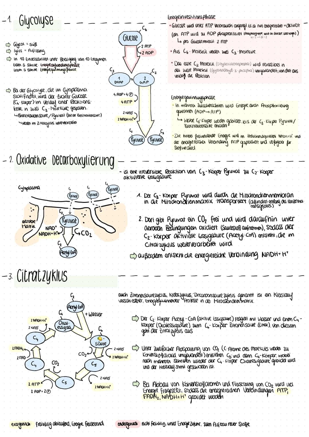 # ZUSAMMENFASSUNG
# ZELLATMUNG
Mitochondrien
•Zellatmung (sovesio-Glucose craque)
• ca so groß wie Bakterium
• am häufigsten in zion, ch