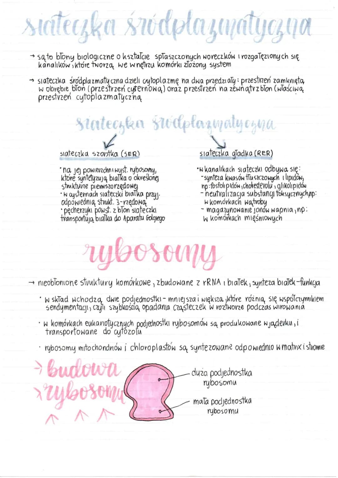 # siateczka śródpłazımatyczna
→ są to błony biologiczne o kształcie spłaszczonych woreczków i rozgałęzionych się
kanalików, które tworzą we