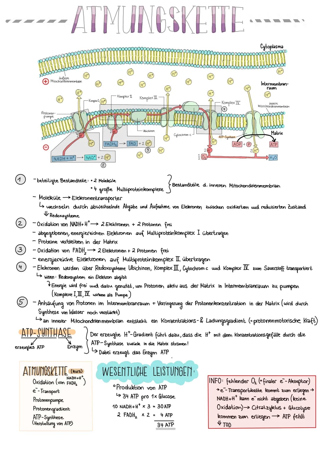 # ATMUNGSKETTE
Cytoplasma
Komplex II
Komplex III
Protonen-
pumpe
Θ
NADH+H NAD+2H
Komplex IV
Cytochrom c
FADH
FAD+2
ADP+
2(H
H