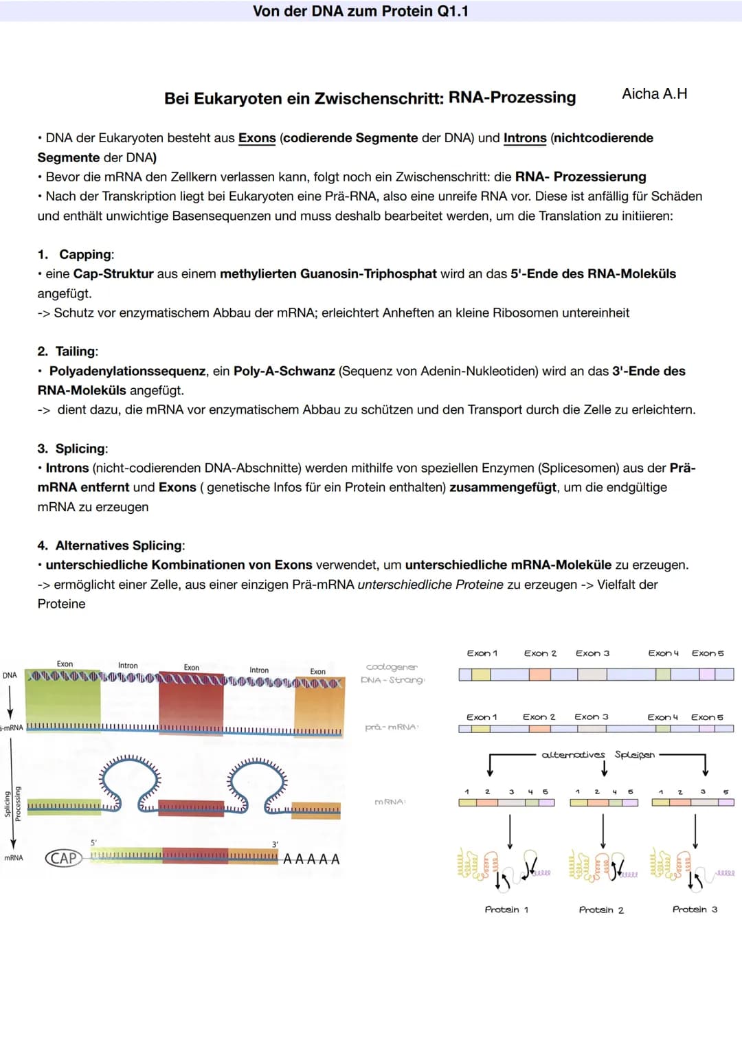 # Q1.1 Von der DNA zum Protein
Aicha A.H # Von der DNA zum Protein Q1.1
Q1 Abitur 2023 - Biologie LK
Aufbau der DNA und das Watson-Crick