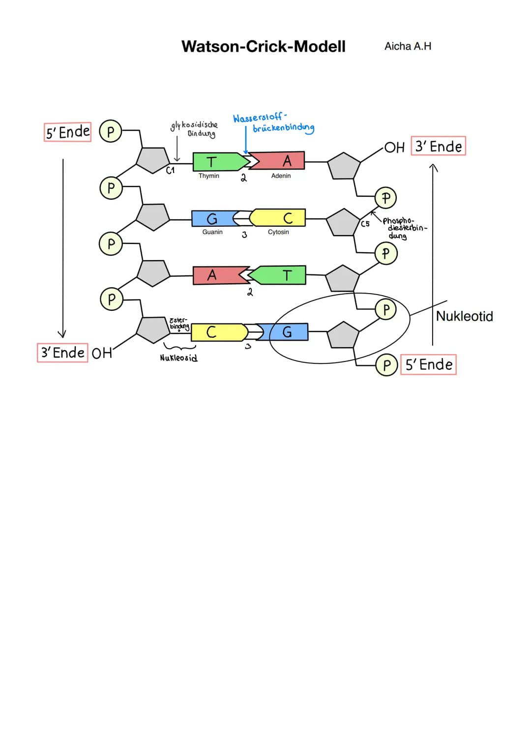 # Q1.1 Von der DNA zum Protein
Aicha A.H # Von der DNA zum Protein Q1.1
Q1 Abitur 2023 - Biologie LK
Aufbau der DNA und das Watson-Crick