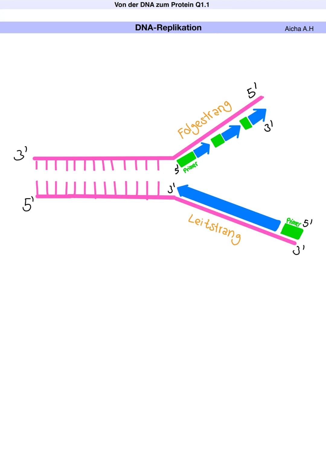 # Q1.1 Von der DNA zum Protein
Aicha A.H # Von der DNA zum Protein Q1.1
Q1 Abitur 2023 - Biologie LK
Aufbau der DNA und das Watson-Crick