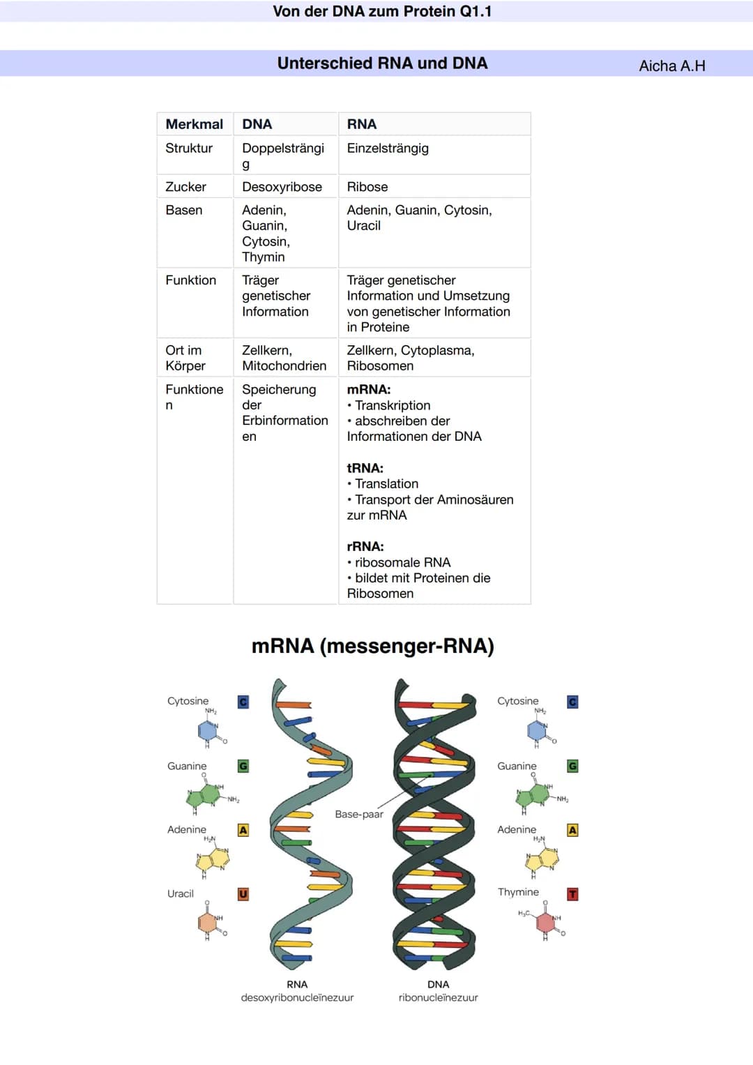 # Q1.1 Von der DNA zum Protein
Aicha A.H # Von der DNA zum Protein Q1.1
Q1 Abitur 2023 - Biologie LK
Aufbau der DNA und das Watson-Crick