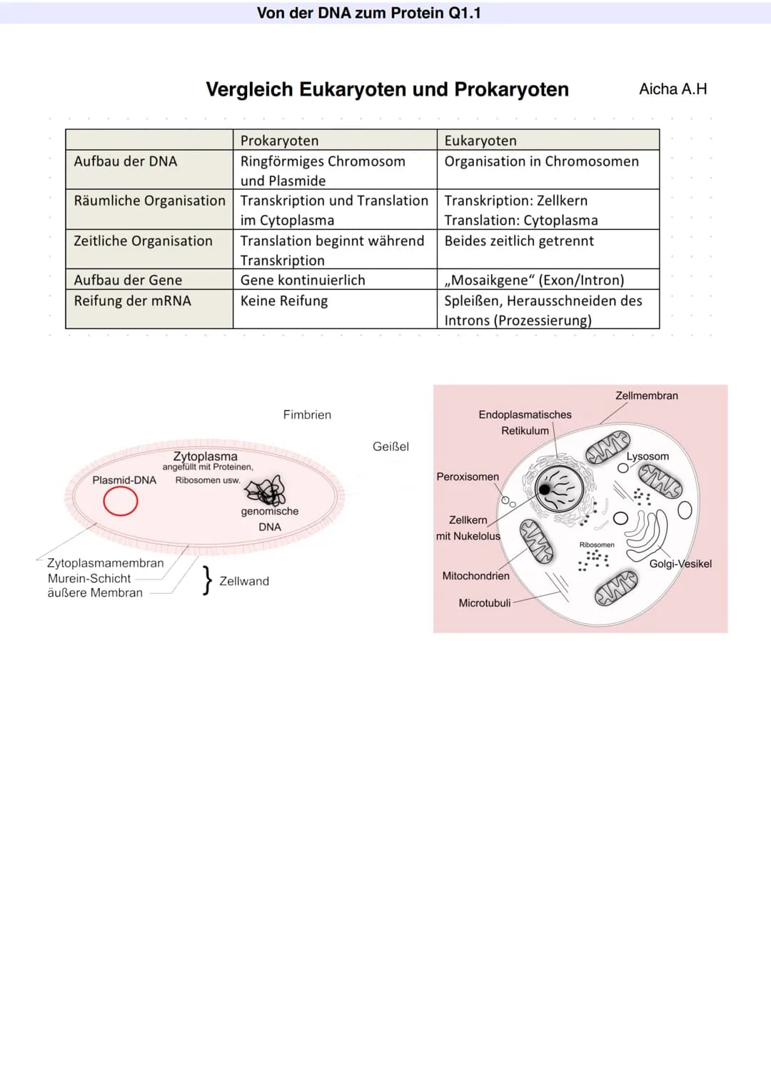 # Q1.1 Von der DNA zum Protein
Aicha A.H # Von der DNA zum Protein Q1.1
Q1 Abitur 2023 - Biologie LK
Aufbau der DNA und das Watson-Crick