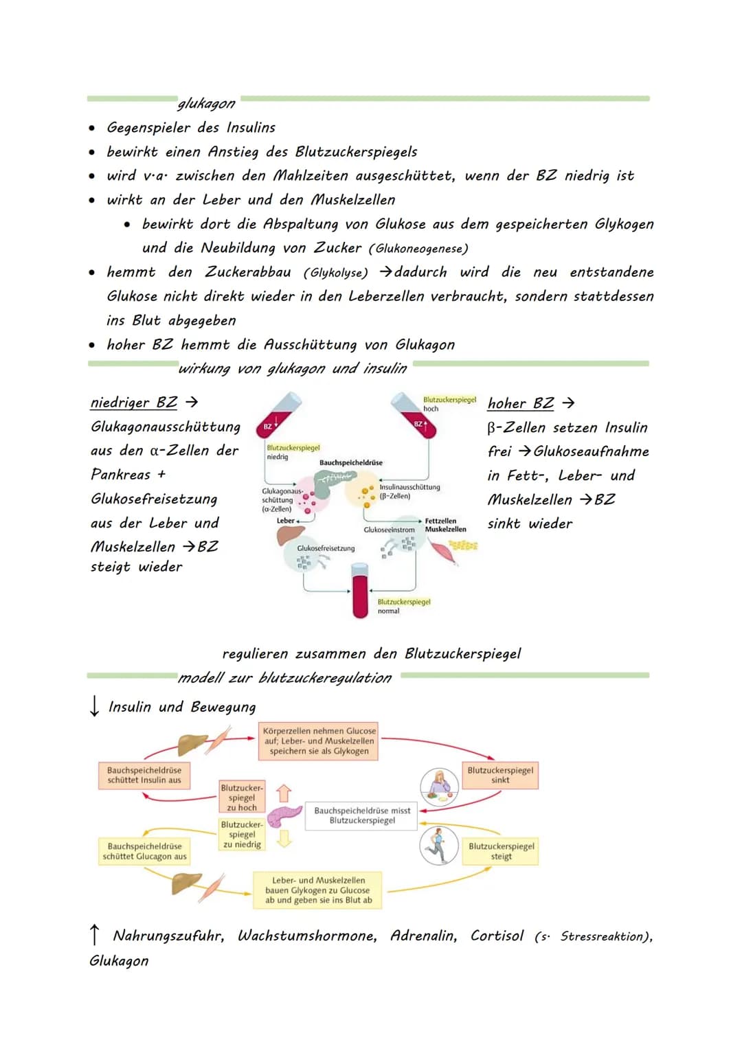 DIABETES MELLITUS
- honigsüßer Durchfluss -
= meist eine Stoffwechselerkrankung, mit erhöhtem Blutzuckerspiegel
(Hyperglykämie)
* beruh