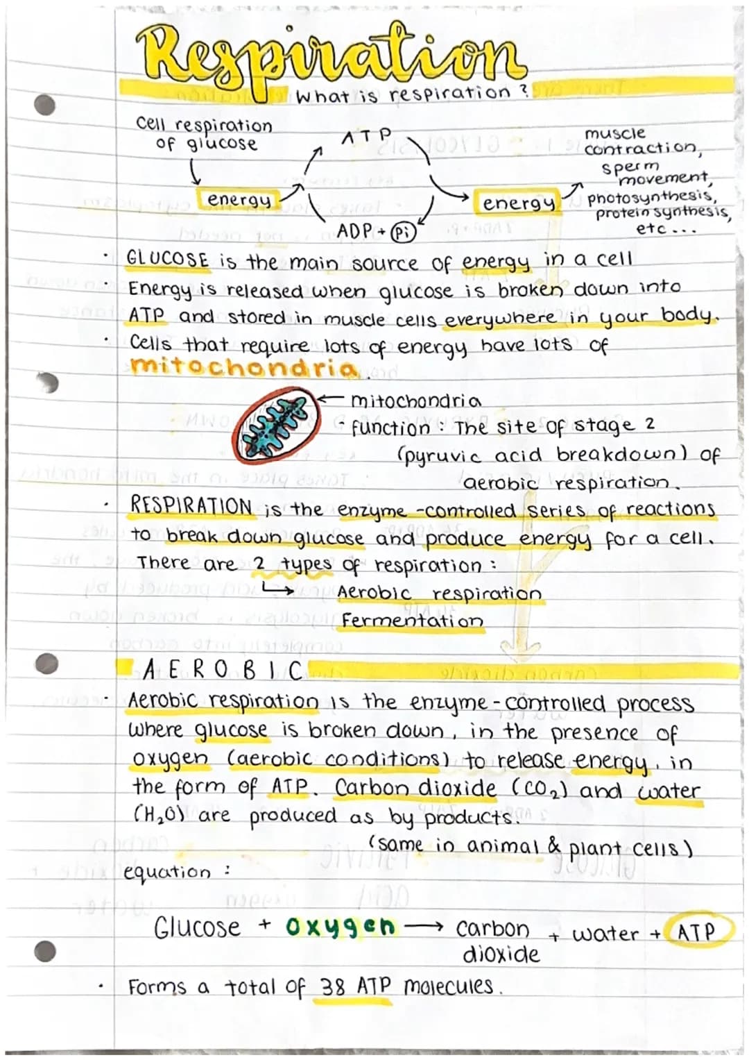 # Respiration
Cell respiration
of glucose
し
energy
What is respiration?
ATP
ADP+P
energy
muscle
_contraction,
sperm
movement,
photos