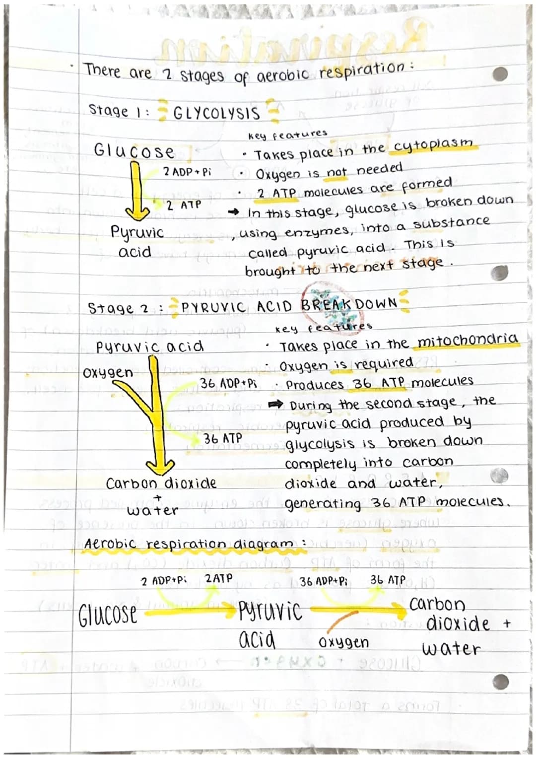 # Respiration
Cell respiration
of glucose
し
energy
What is respiration?
ATP
ADP+P
energy
muscle
_contraction,
sperm
movement,
photos