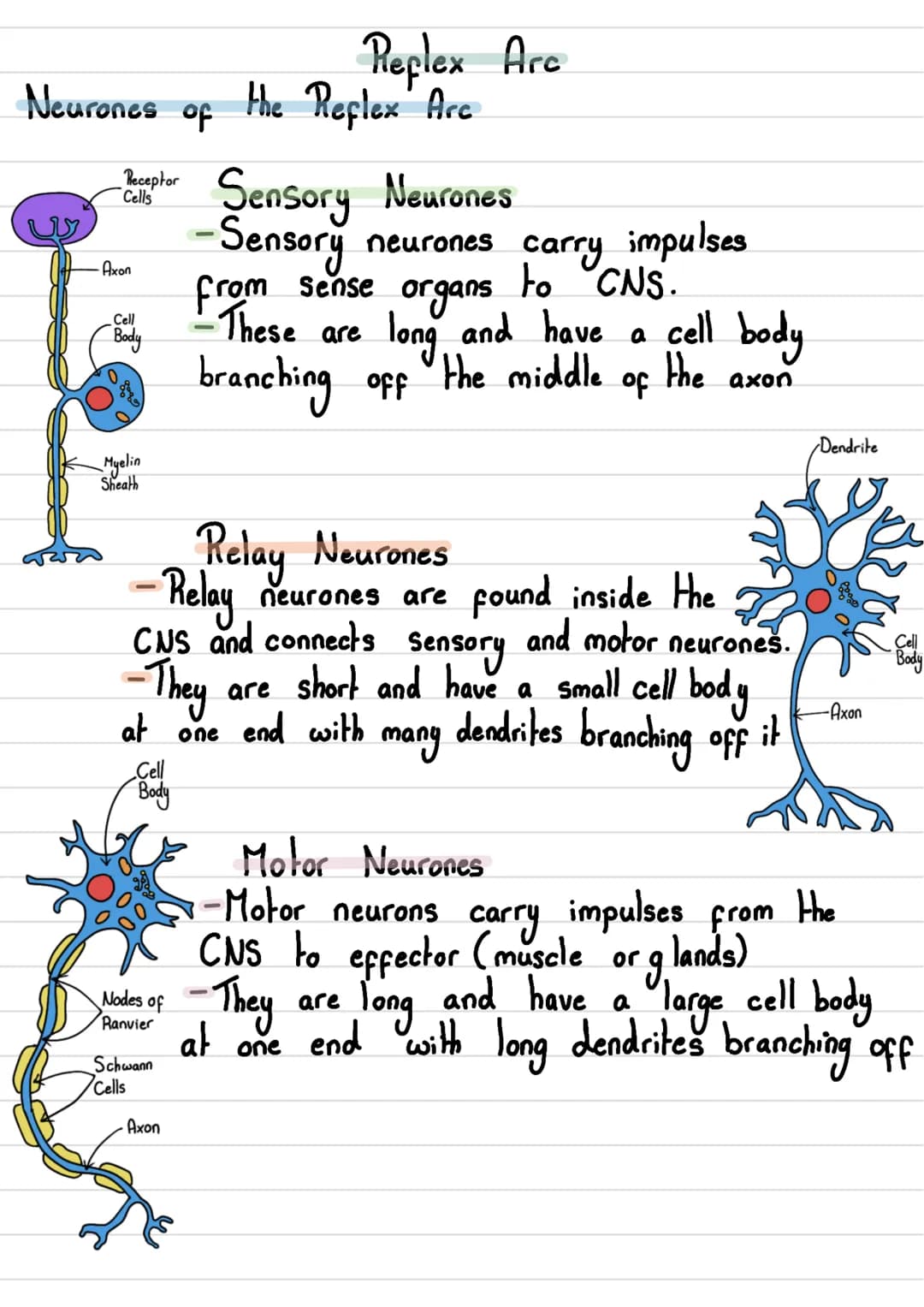 Nervous System
• The human nervous System consists of:
- Central Nervous System (CNS)→ The brain and spinal cord
- Peripheral Nervous Syste