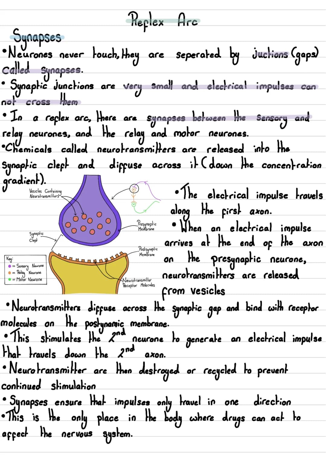 Nervous System
• The human nervous System consists of:
- Central Nervous System (CNS)→ The brain and spinal cord
- Peripheral Nervous Syste