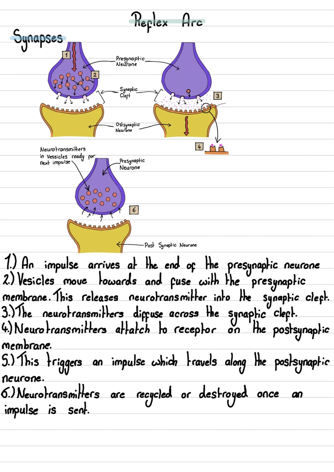 Nervous System
• The human nervous System consists of:
- Central Nervous System (CNS)→ The brain and spinal cord
- Peripheral Nervous Syste