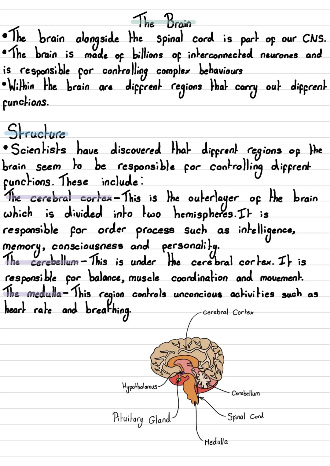 Nervous System
• The human nervous System consists of:
- Central Nervous System (CNS)→ The brain and spinal cord
- Peripheral Nervous Syste
