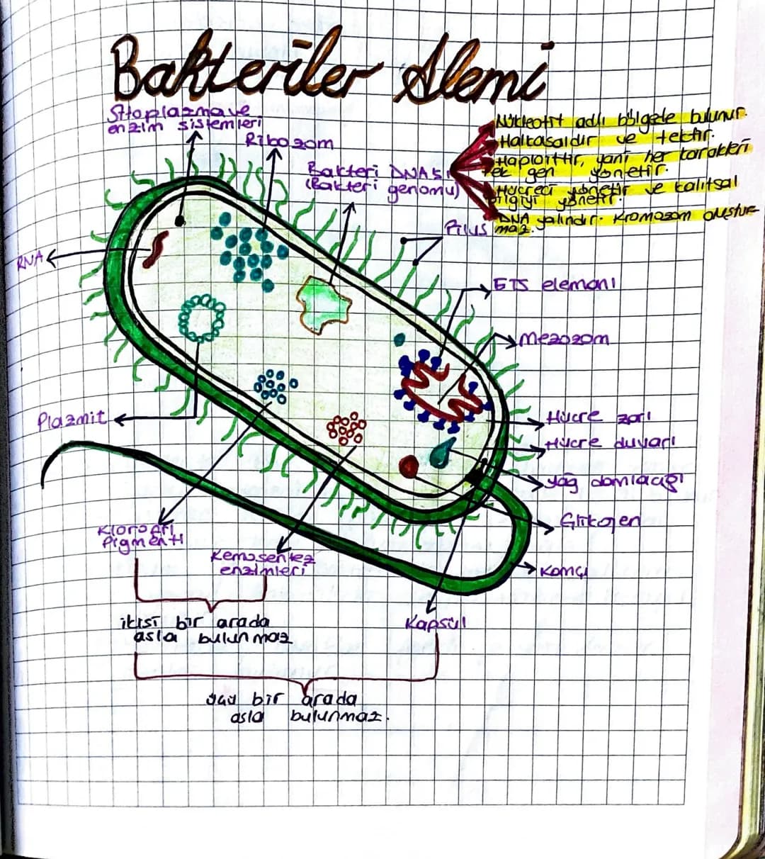 RNA
Plazmit
Bakteriler Alemi
Sitoplazmave
enzim sistemleri
Ribosom
Bakteri DNAS
(Bakteri genomu)
Nikleotit adlı bölgede bulunur.
Halka