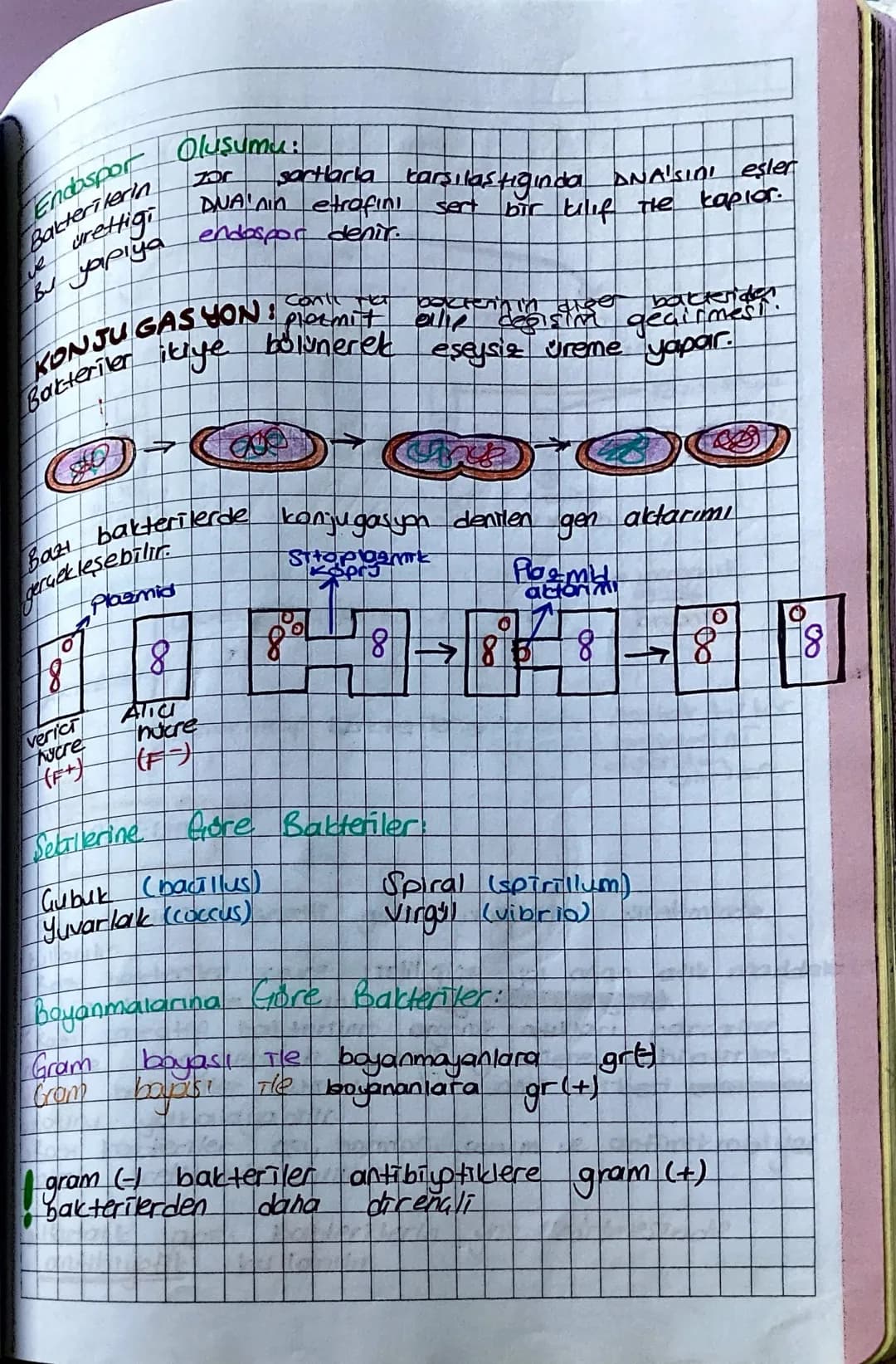 RNA
Plazmit
Bakteriler Alemi
Sitoplazmave
enzim sistemleri
Ribosom
Bakteri DNAS
(Bakteri genomu)
Nikleotit adlı bölgede bulunur.
Halka