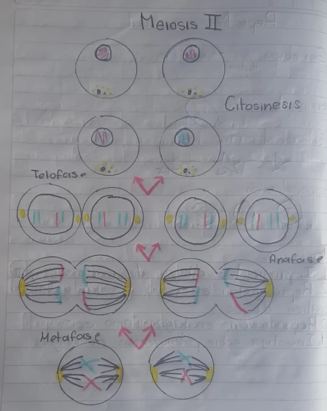 # Meiosis I
Interface
Profase
Metafase
Anafase
Telofase
Citocinesis # Meiosis II
Citosinesis
Telofase
Anafase
Metafase Continuació