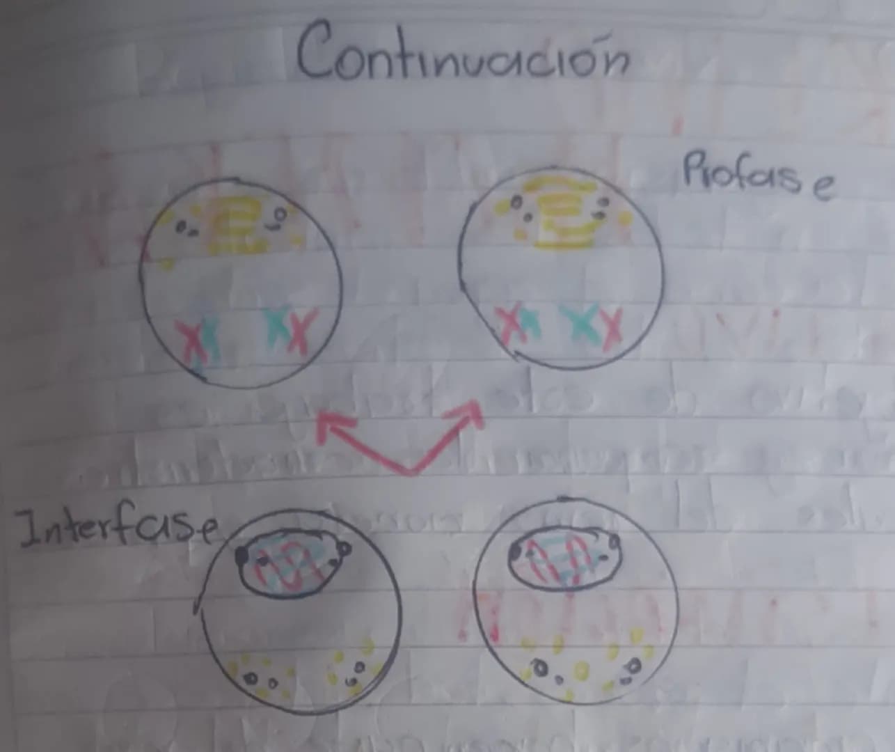 # Meiosis I
Interface
Profase
Metafase
Anafase
Telofase
Citocinesis # Meiosis II
Citosinesis
Telofase
Anafase
Metafase Continuació