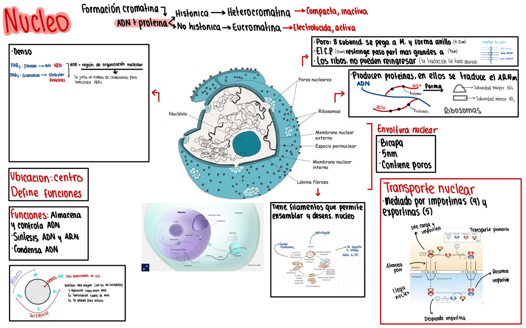 # Nucleo
Denso
PARS: Fibrosa Hilo ARN
PARS: Granulosa
Globular
Proteinas
Formación cromatina7_Histonica → Heterocromating Compacta, inac