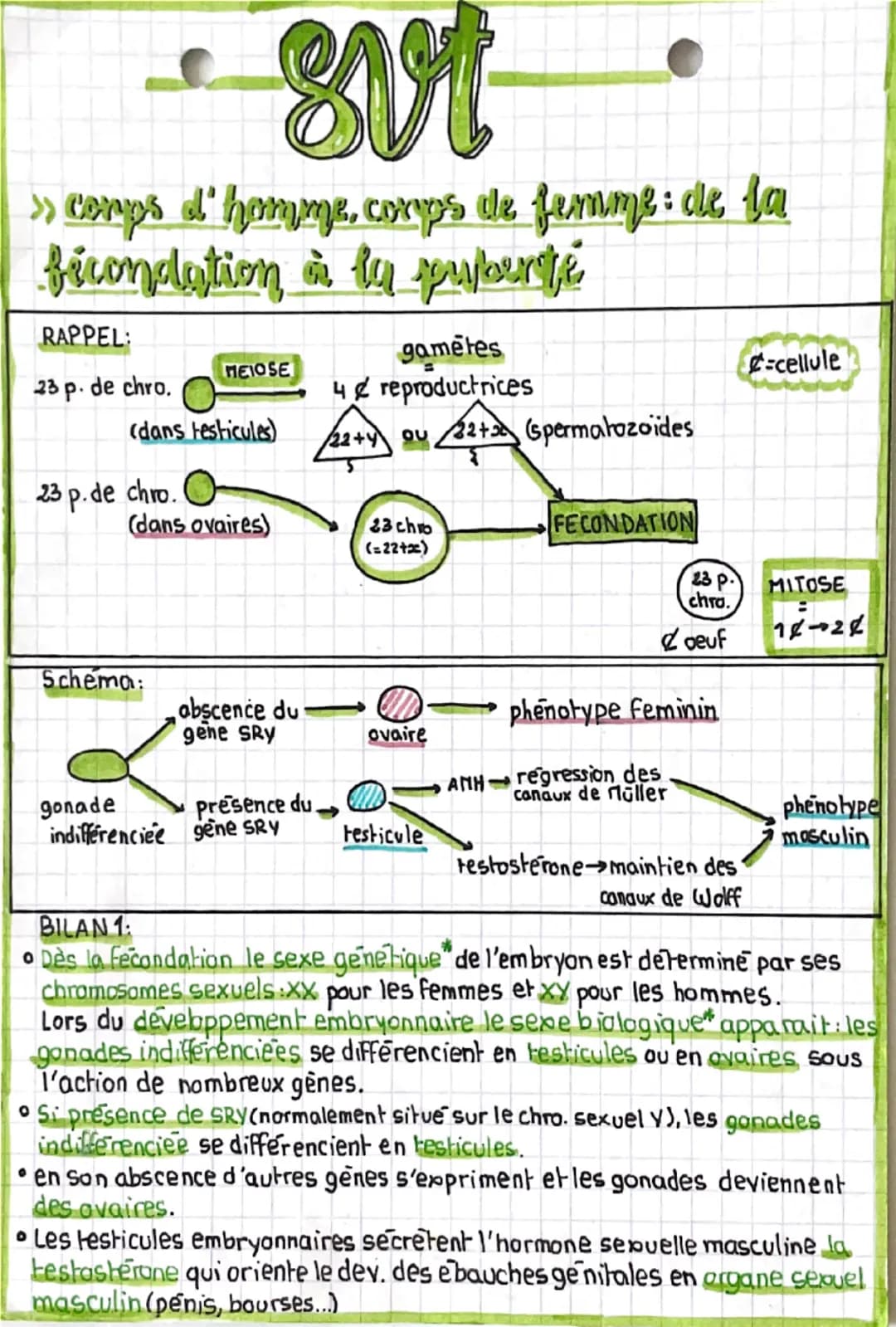 svt
>> corps d'homme, corps de femme: de la
fécondation à la puberté
RAPPEL:
23 p. de chro.
MEIOSE
gametes
-cellule
4& reproductrices
(dan