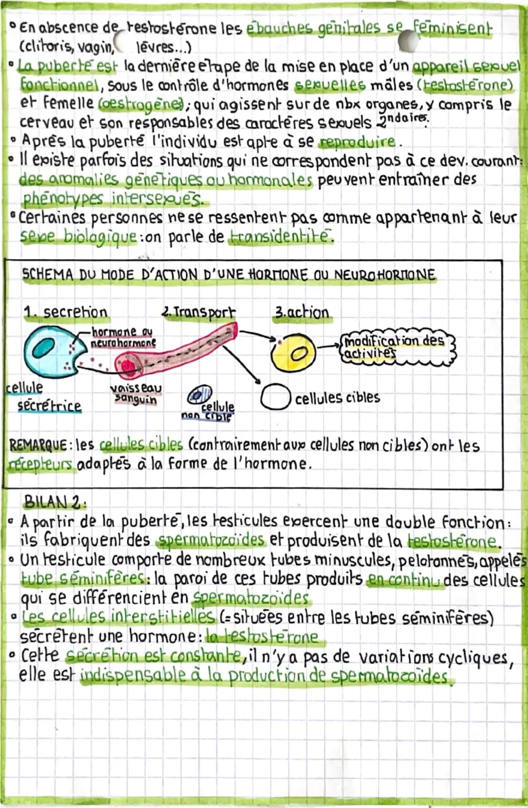 svt
>> corps d'homme, corps de femme: de la
fécondation à la puberté
RAPPEL:
23 p. de chro.
MEIOSE
gametes
-cellule
4& reproductrices
(dan