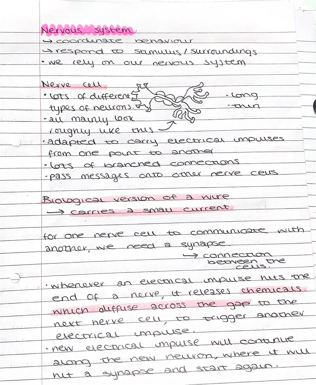 # Nervous system.
→ coordenate behaviour
→ respond to stumulus/ surroundings.
* we rely on our nervous system
# Nevve cell
* Lots o