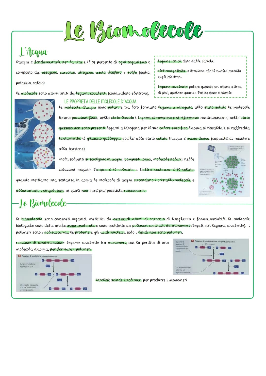 # Le Biomolecole
# I Carboidrati
i carboidrati sono la principale fonte di energia, accumulano energia di riserva, forniscono scheletri carb