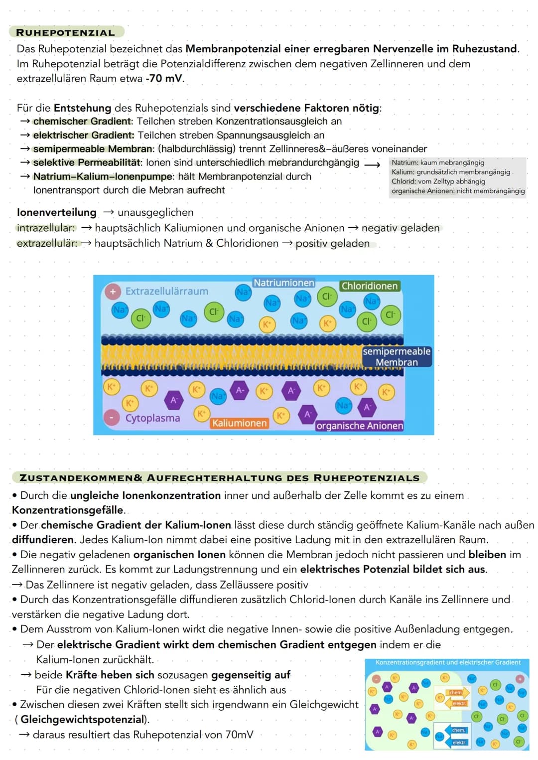 # Q 3.1 NEUROBIOLOGIE
BAU UND FUNKTION DER NERVENZELLE
Nervenzellen (Neuronen) sind für die Aufnahme, Verarbeitung und Weiterleitung von I