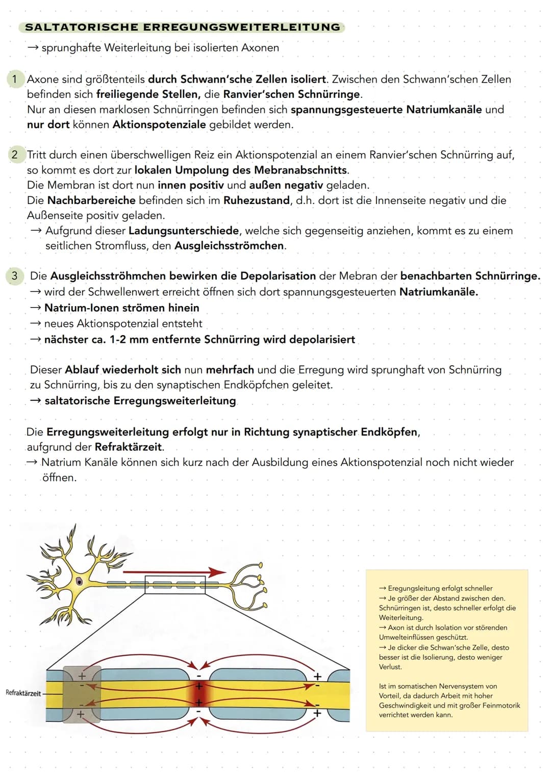 # Q 3.1 NEUROBIOLOGIE
BAU UND FUNKTION DER NERVENZELLE
Nervenzellen (Neuronen) sind für die Aufnahme, Verarbeitung und Weiterleitung von I