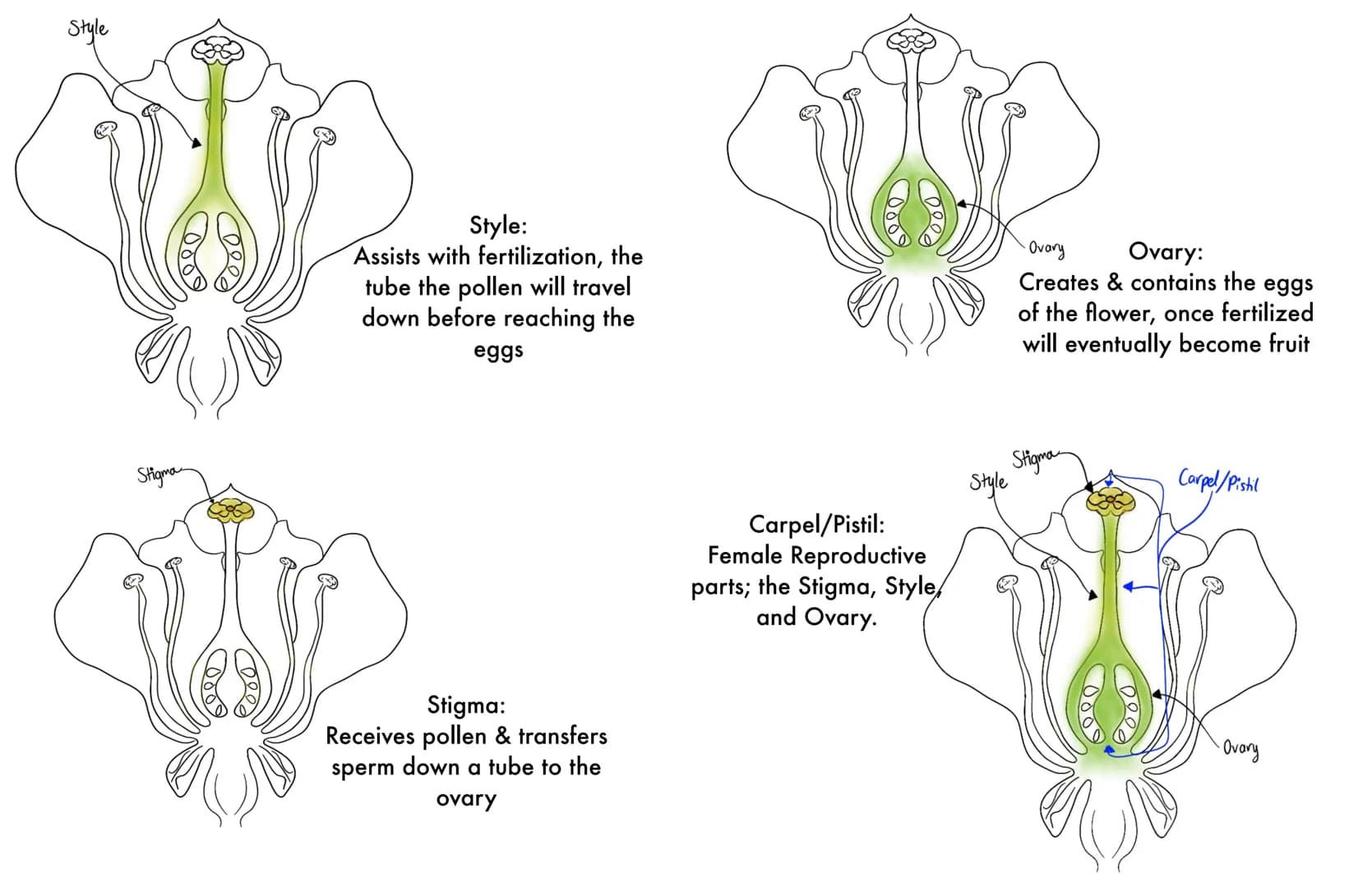 Anther
Anther:
Produces and contains
the sperm (pollen) of
the flower
Filament
Filament:
Holds the anther,
making pollinators
able to access