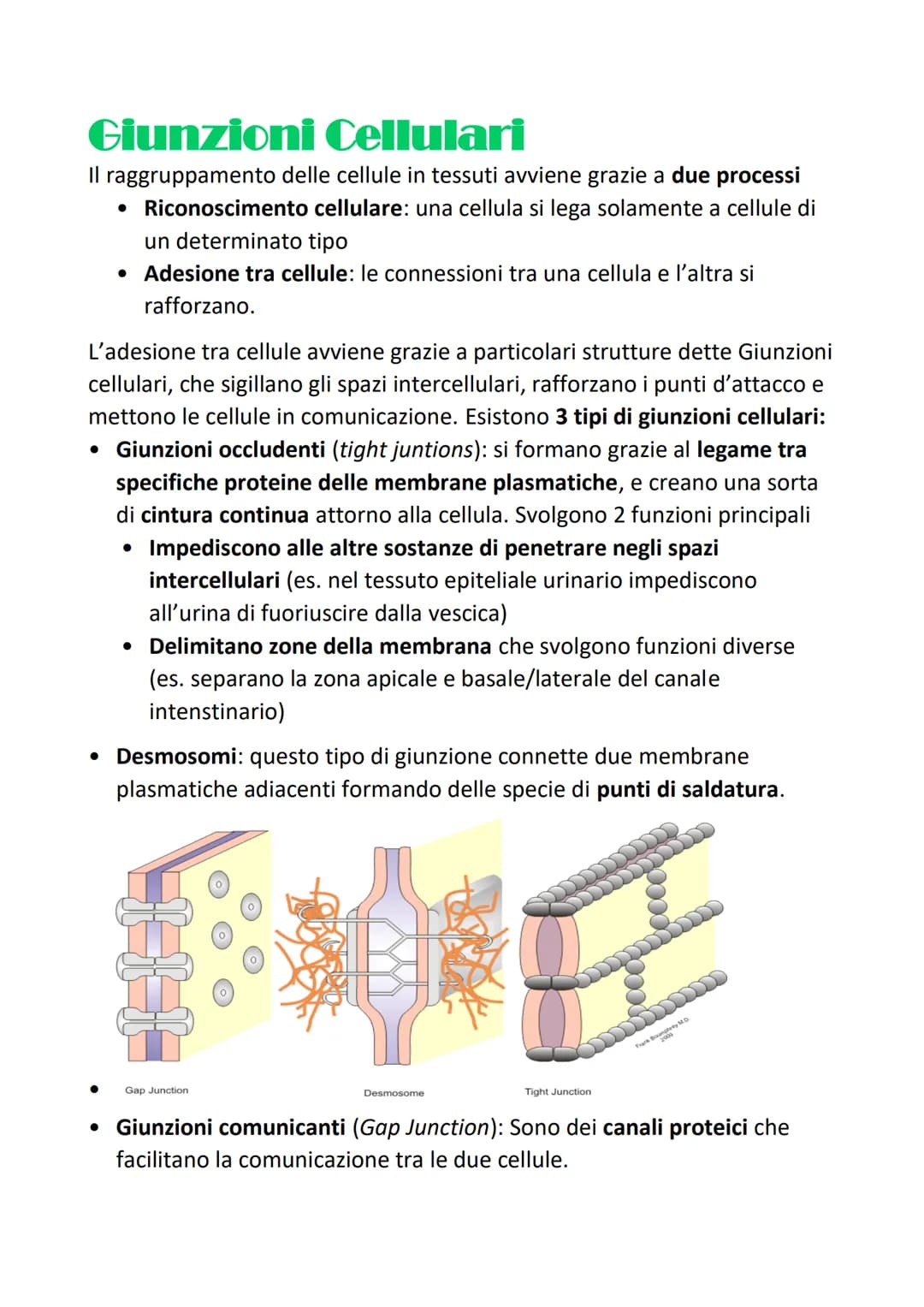 # L'organizzazione gerarchica
## strutturale
### del corpo umano
Si definisce organizzazione gerarchica perchè:
Organizzazione= ogni tessut