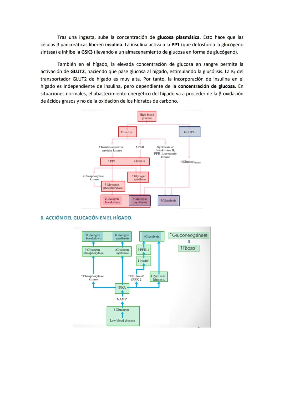 # TEMA 8. METABOLISMO DEL GLUCÓGENO
1. GLUCÓGENO: ALMACENAMIENTO, FUENTES DE GLUCOSA Y ESTRUCTURA.
El glucógeno es la principal forma de a