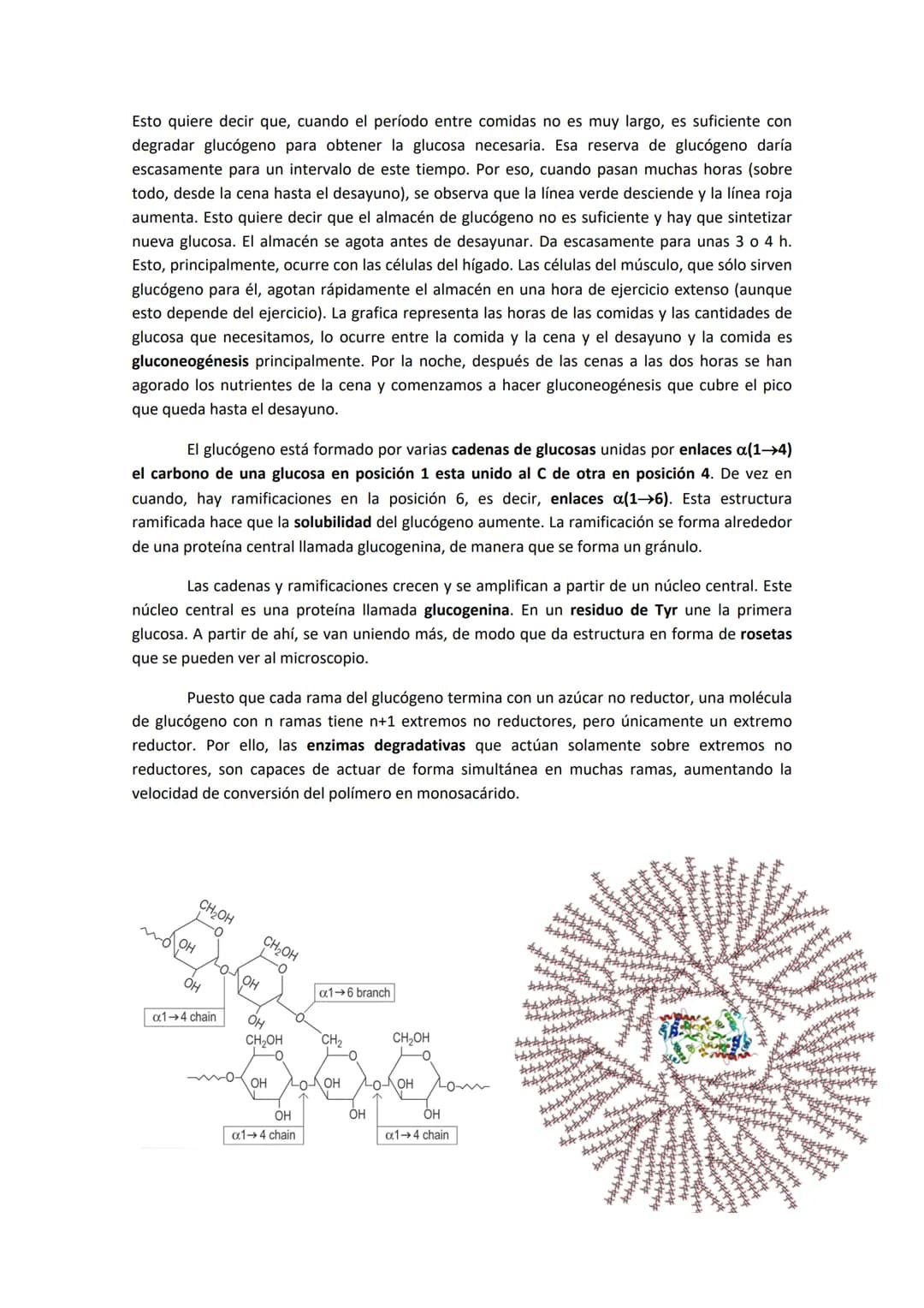 # TEMA 8. METABOLISMO DEL GLUCÓGENO
1. GLUCÓGENO: ALMACENAMIENTO, FUENTES DE GLUCOSA Y ESTRUCTURA.
El glucógeno es la principal forma de a