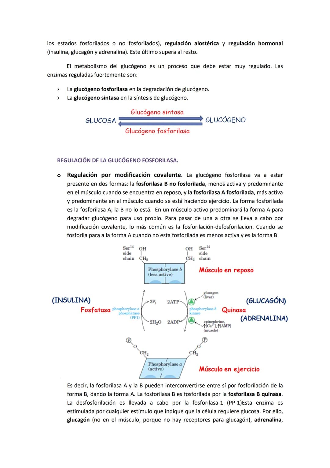 # TEMA 8. METABOLISMO DEL GLUCÓGENO
1. GLUCÓGENO: ALMACENAMIENTO, FUENTES DE GLUCOSA Y ESTRUCTURA.
El glucógeno es la principal forma de a