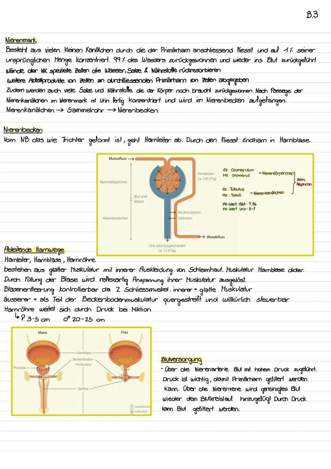 # Harmsystem
B.3
## Aufgaben der Nieren
* Ausscheidung von Stoffwechselabfällen & Gittstoffen
* Konstanthalten des Wasserhaushalles o