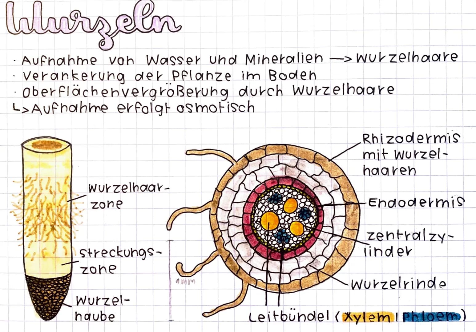 # Wurzeln
- Aufnahme von Wasser und Mineralien —> wurzelhaare
- Verankerung der Pflanze im Boden
- Oberflächenvergrößerung durch Wurzelhaar