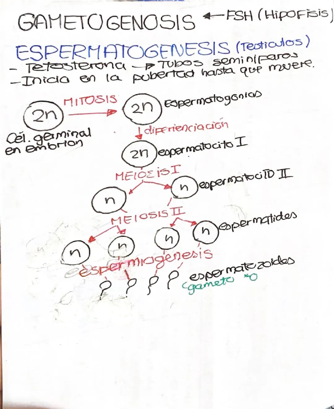 # GAMETOGENOSIS FSH (Hipofisis)
ESPERMATOGENESIS (Testiculos)
- Tetosterona Tubos seminiparos
-Inicia en la pubertad hasta que muere.
MI