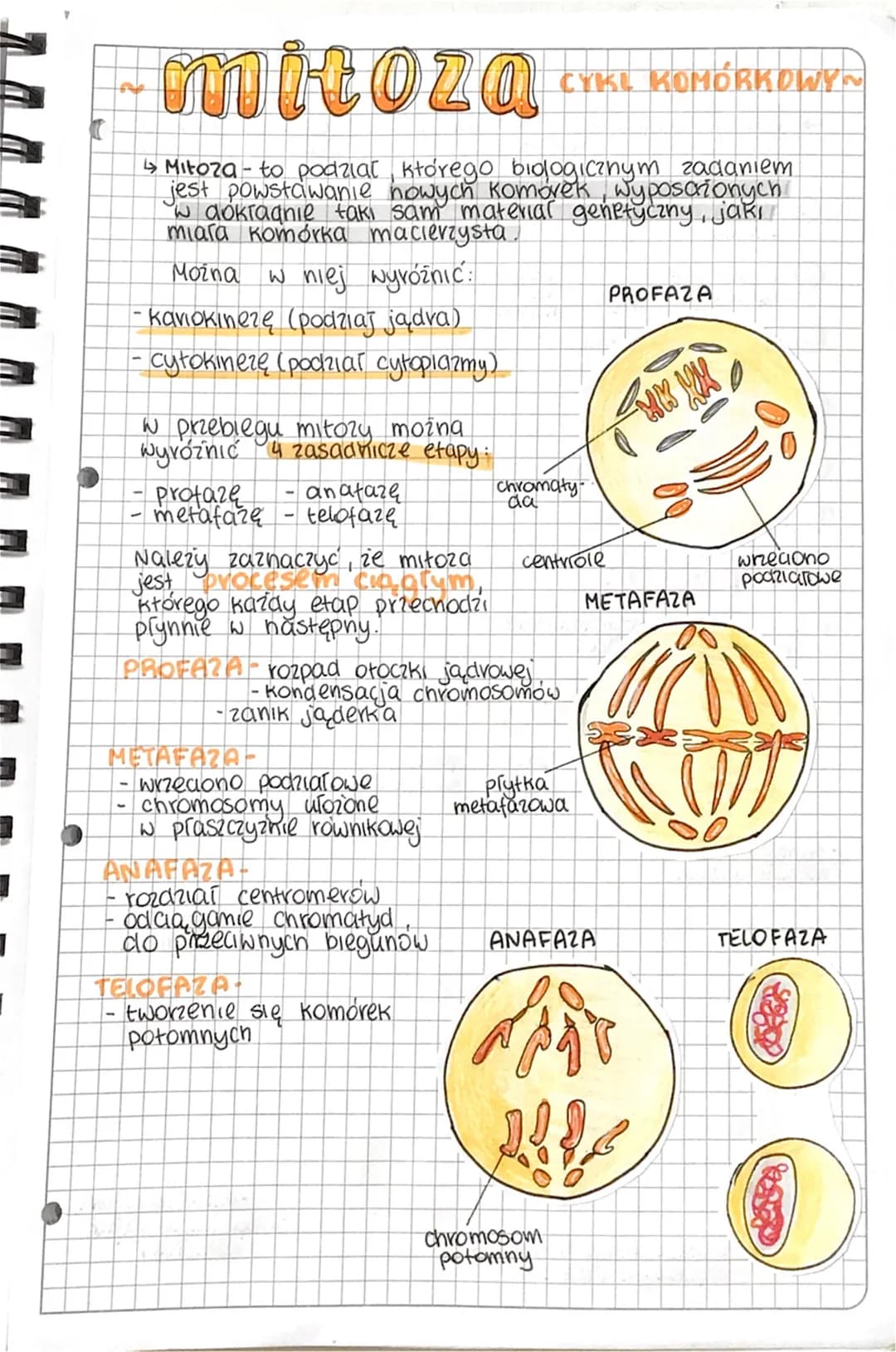 - mitoza εγκε KOMÓRKOWY
Mitoza to podział, którego biologicznym zadaniem
jest powstawanie nowych komórek, wyposażonych
Waokragnie taki sam m
