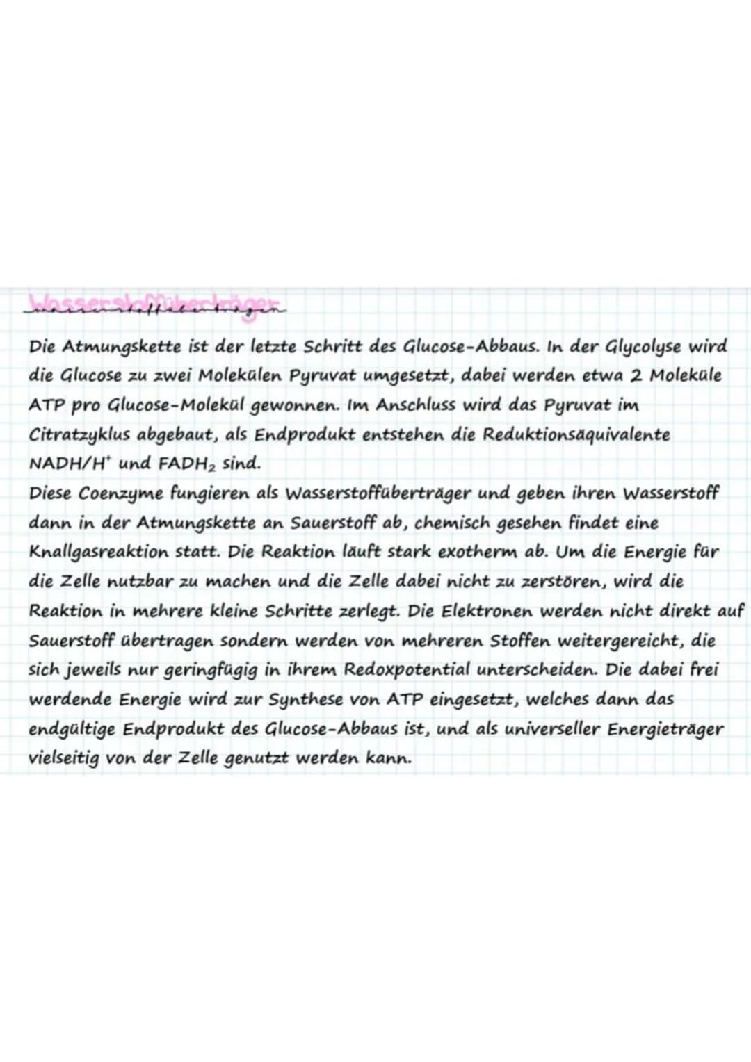 Die Atmungskette ist der letzte Schritt des Glucose-Abbaus. In der Glycolyse wird
die Glucose zu zwei Molekülen Pyruvat umgesetzt, dabei wer
