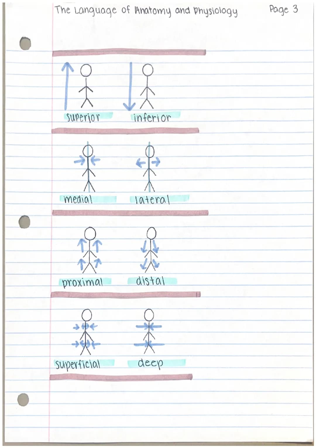 THE LANGUAGE
of
anatomy, and pysiology
anatomy
- parts of the human body
- gross human anatomy
- microscopic human anatomy
Pysiology
Page