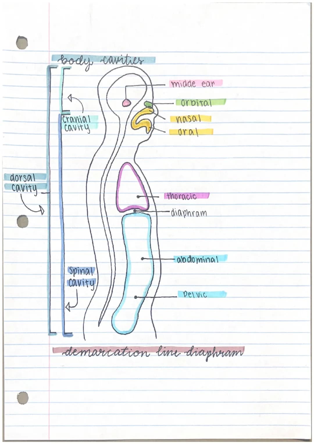 THE LANGUAGE
of
anatomy, and pysiology
anatomy
- parts of the human body
- gross human anatomy
- microscopic human anatomy
Pysiology
Page