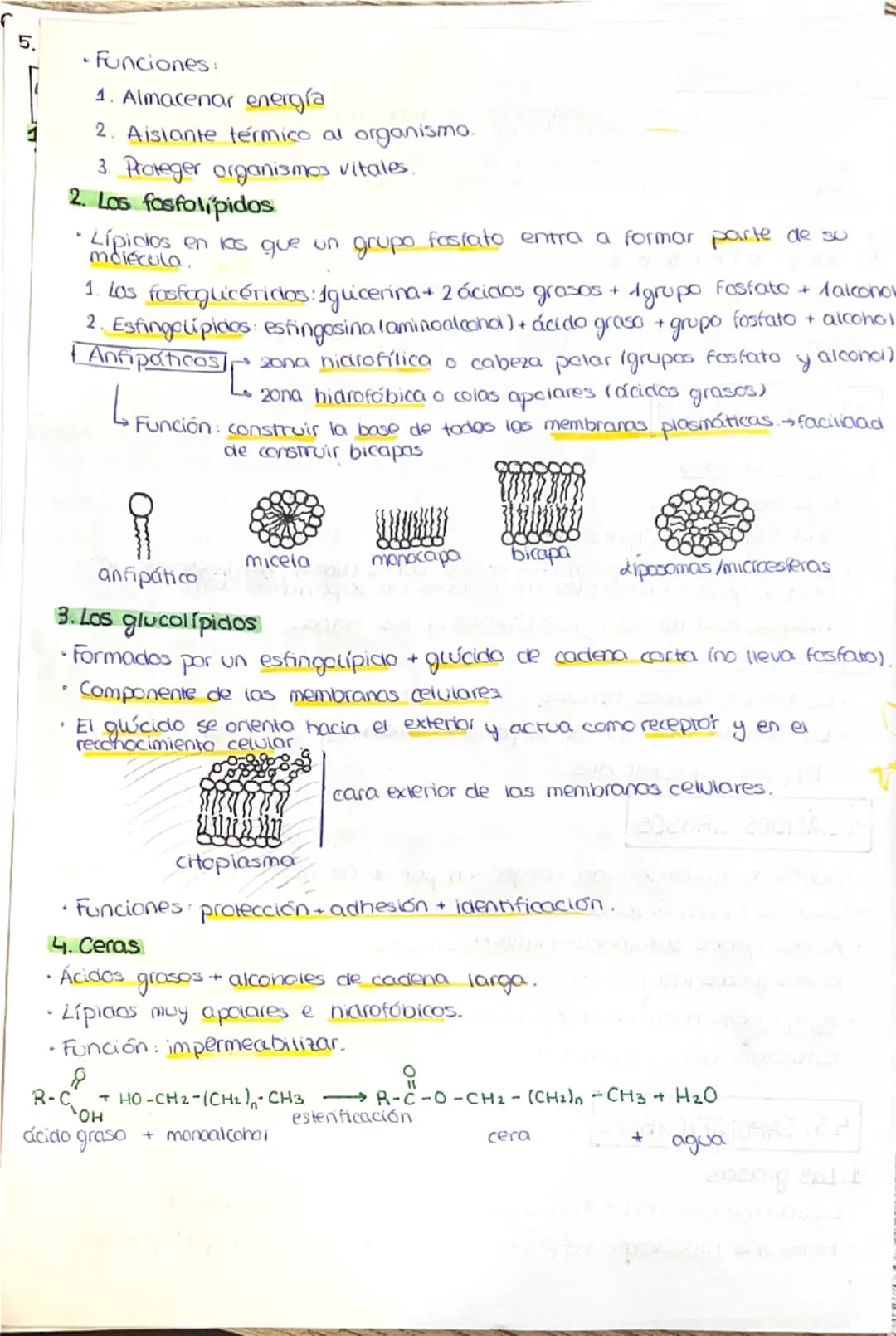 # 1. LA COMPOSICIÓN DE LA MATERIA VIVA
## 1.1. CARACTERÍSTICAS QUE DEFINEN A LOS SERES VIVOS
1. Una composición química similar (mismos el
