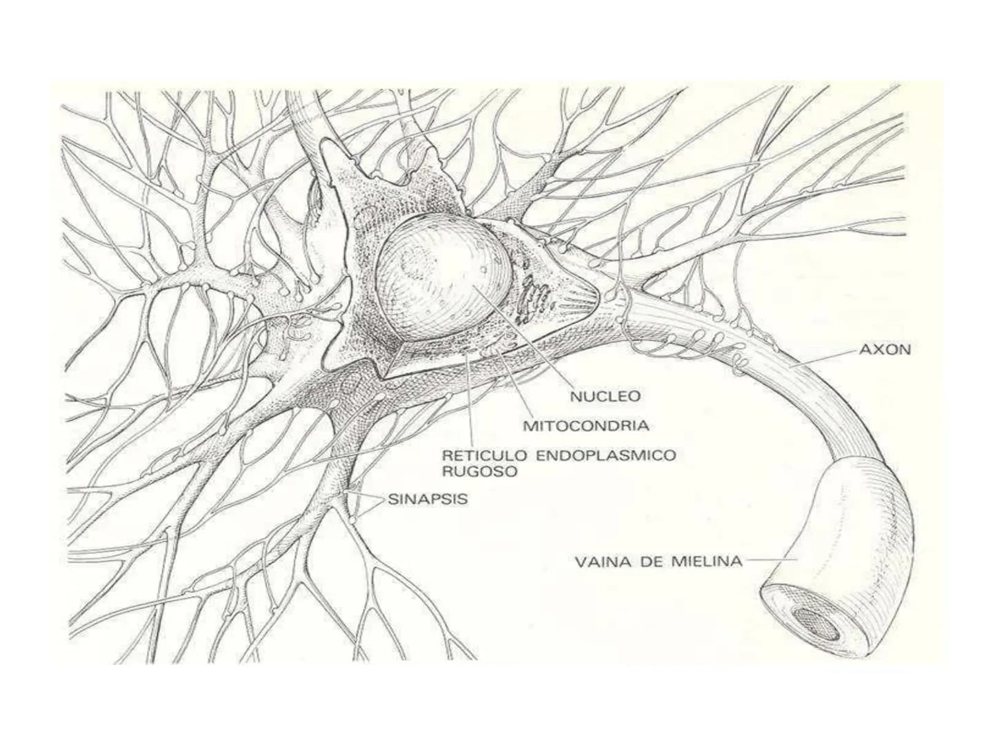 # Tema 2. Part 1
# Aportacions de la neurociència a la psicologia
Curs 22-23
17 Willenskraft 21 Verehrung 22 Wohlwollen 42
16 Selbstvertr