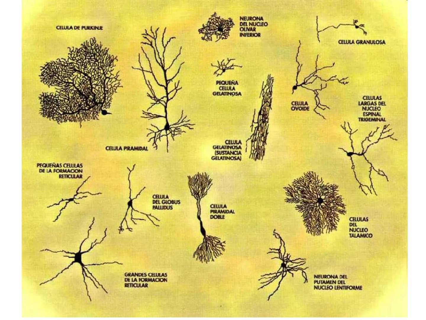 # Tema 2. Part 1
# Aportacions de la neurociència a la psicologia
Curs 22-23
17 Willenskraft 21 Verehrung 22 Wohlwollen 42
16 Selbstvertr