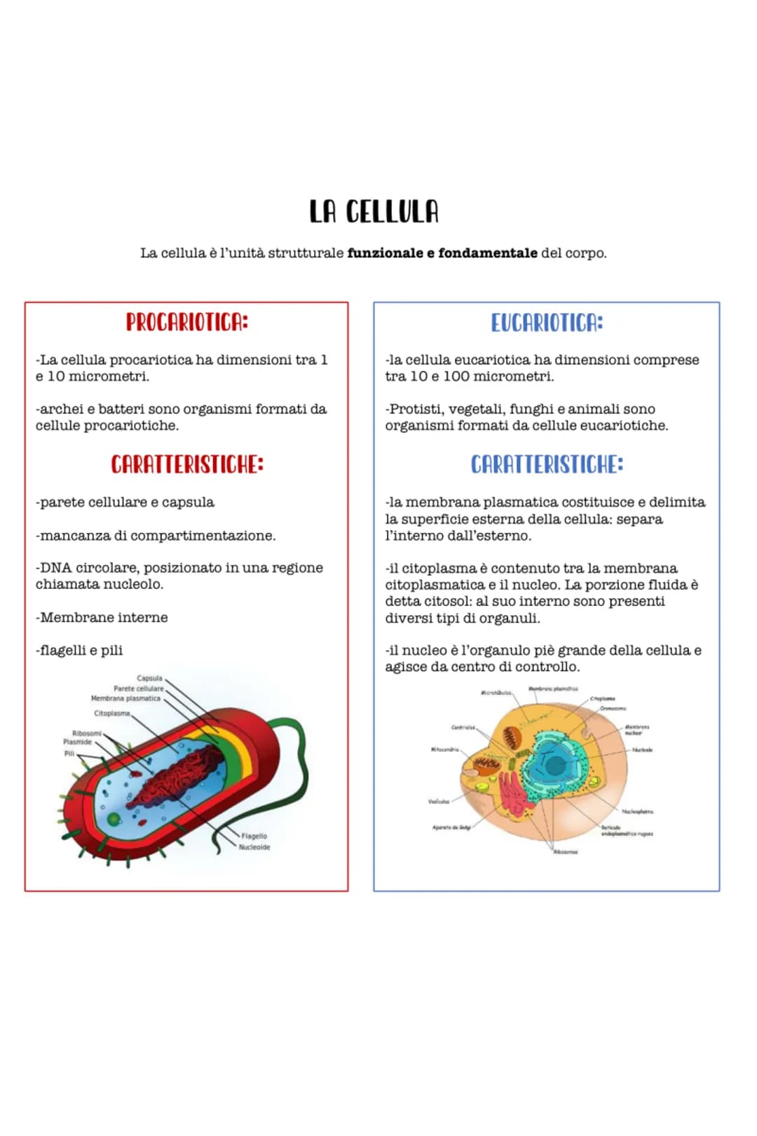 # LA CELLULA
La cellula è l'unità strutturale funzionale e fondamentale del corpo.
# PROCARIOTICA:
-La cellula procariotica ha dimensioni