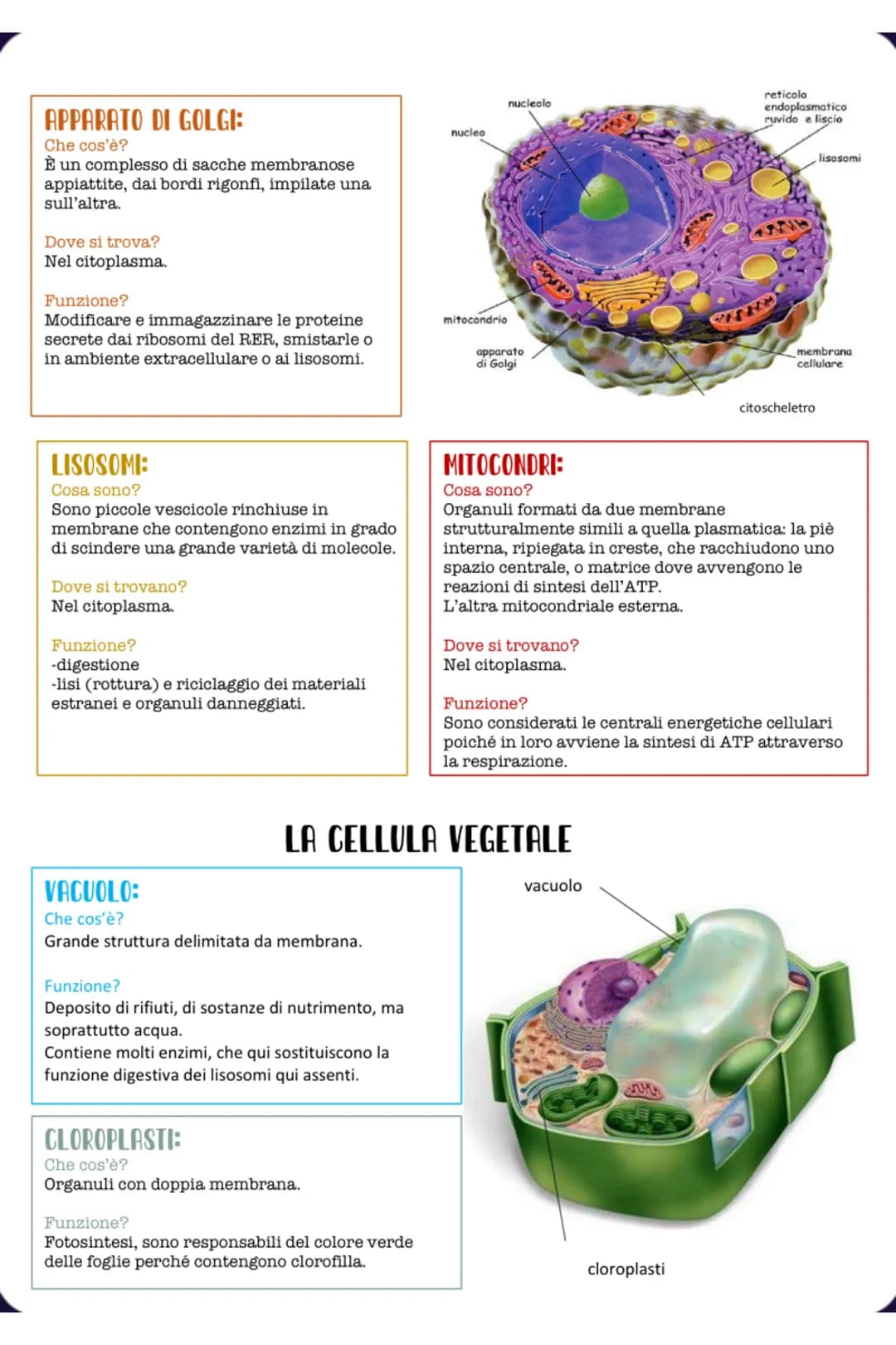 # LA CELLULA
La cellula è l'unità strutturale funzionale e fondamentale del corpo.
# PROCARIOTICA:
-La cellula procariotica ha dimensioni